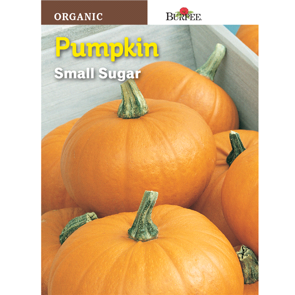 slide 1 of 1, Burpee Organic Pumpkin Small Sugar Seeds, 1 ct