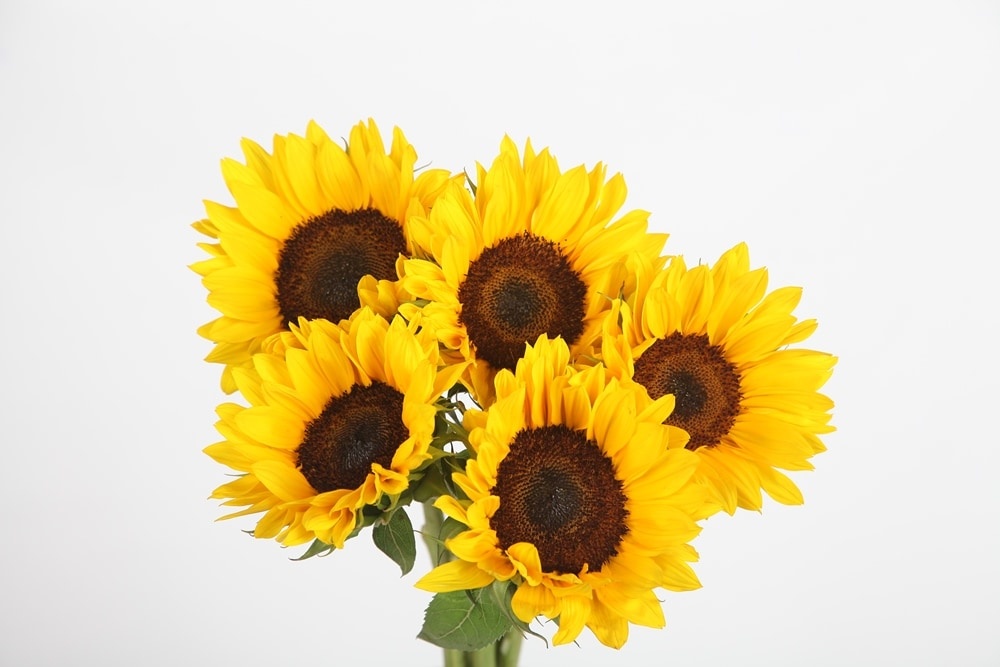 slide 1 of 1, Sunflower Bouquet, 5 ct