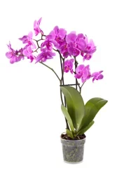 Phalaenopsis Orchid Plant