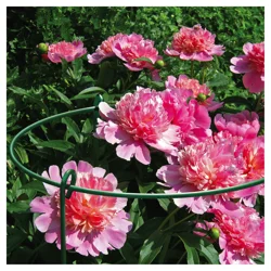 Panacea Peony Ring Support