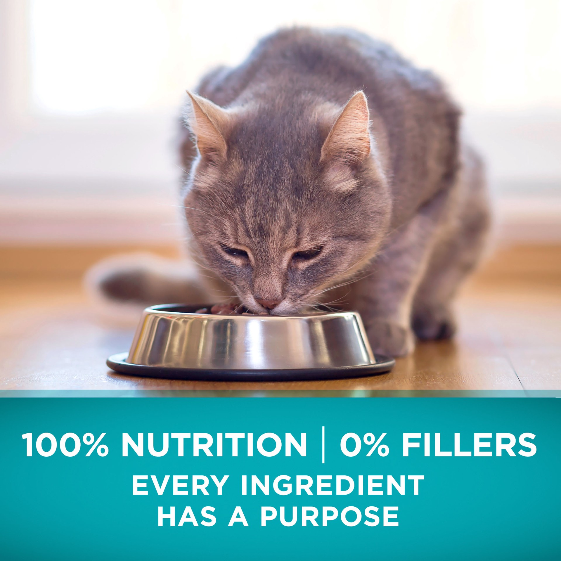 slide 4 of 8, ONE Purina ONE Natural, High Protein, Grain Free Dry Cat Food, True Instinct With Real Ocean Whitefish, 3.2 lb