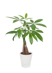 Green Circle Money Tree In Ceramic