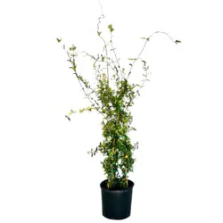 Greenleaf Nursery Carolina Jessamine Vine