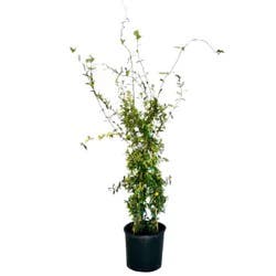 Greenleaf Nursery Carolina Jessamine Vine