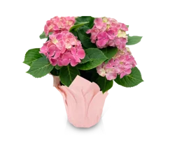 Potted Dwarf Hydrangea