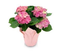 Potted Dwarf Hydrangea