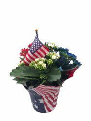 Blooming Tri Color 6" Kalanchoe Plant