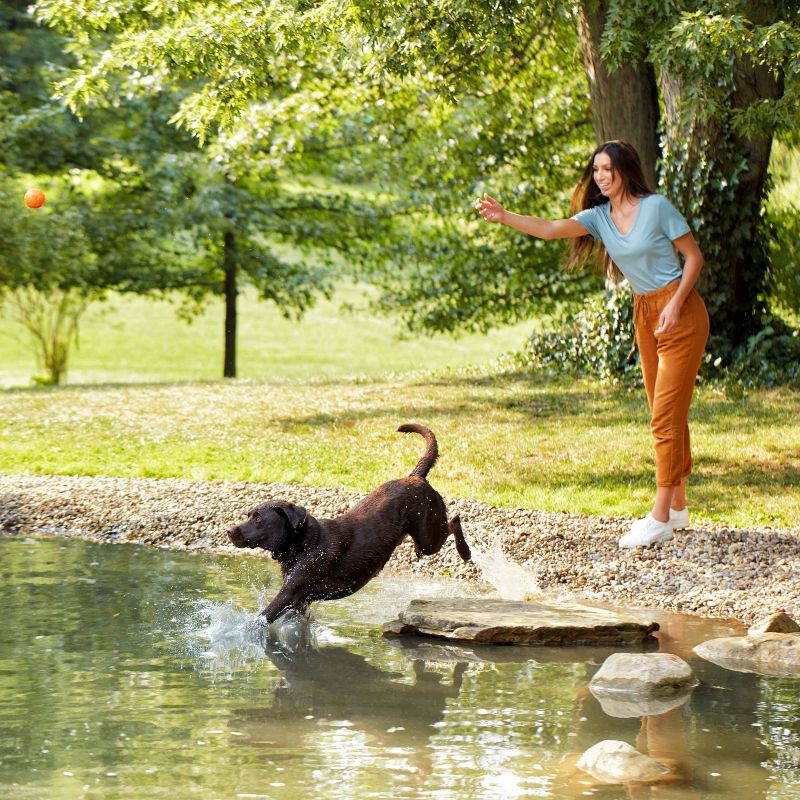 slide 4 of 5, Nature's Recipe Grain Free Salmon, Sweet Potato & Pumpkin Recipe Dry Dog Food - 4lbs, 4 lb