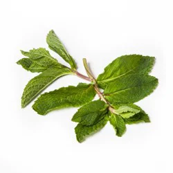 Organic Mint - 0.75oz Package