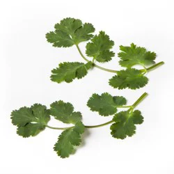 Organic Cilantro - 0.75oz Package