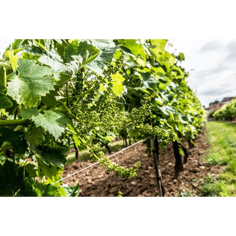 slide 11 of 20, Remy Martin 1738 Accord Royal Cognac - 750ml Bottle, 750 ml