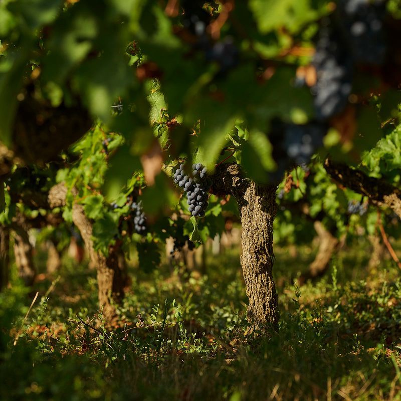 slide 11 of 26, St-Remy VSOP French Brandy - 750ml Bottle, 750 ml