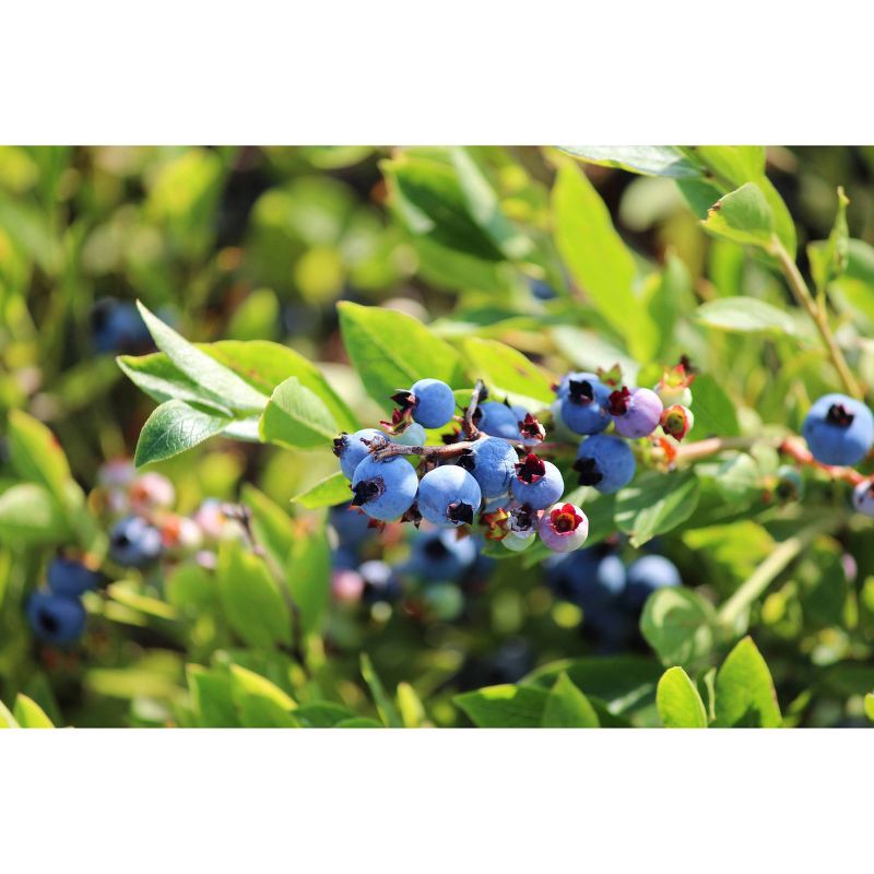 slide 8 of 9, Wyman's Fresh Frozen Wild Blueberries - 3lb, 3 lb