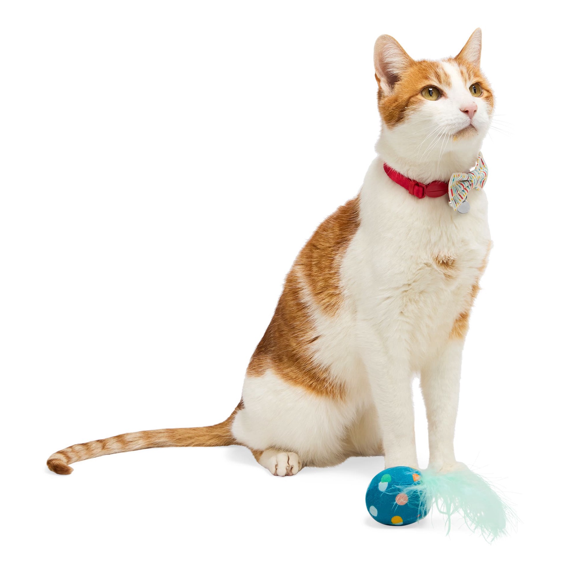 slide 1 of 1, YOULY Birthday Cat Bowtie and Toy Set, Small/Medium, Blue/White, 1 ct