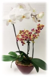Duo Delight Orchid Garden