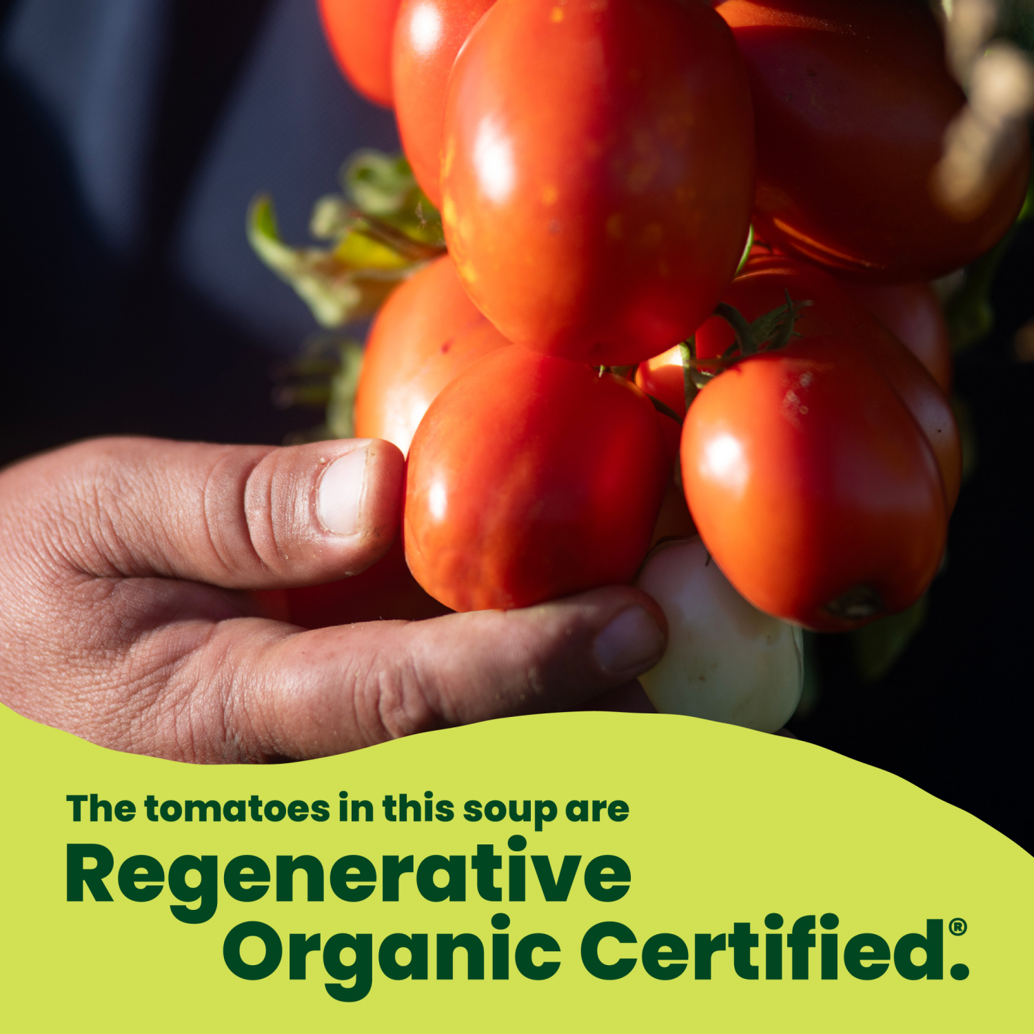 slide 8 of 8, Pacific Foods Organic Spicy Garden Tomato Soup, 32.000 fl oz