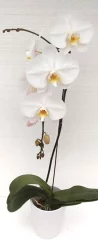 Waterfall Orchid