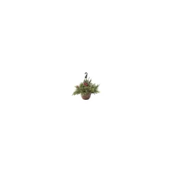 Green Valley Evergreen Hanging Basket