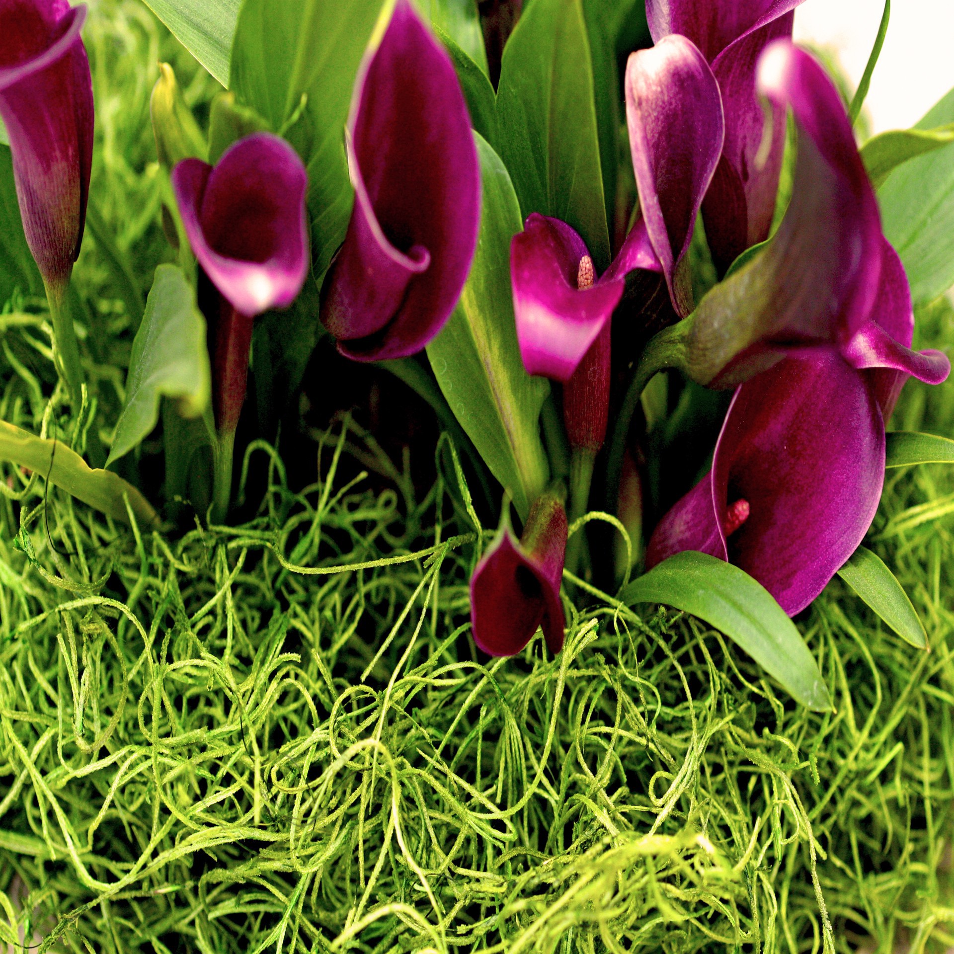 slide 2 of 6, Supermoss Preserved Spanish Moss, Grass Green, 0.13 lb