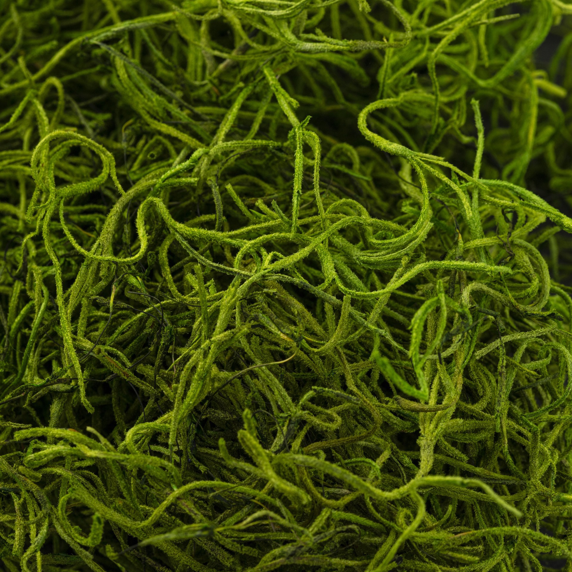 slide 3 of 6, Supermoss Preserved Spanish Moss, Grass Green, 0.13 lb