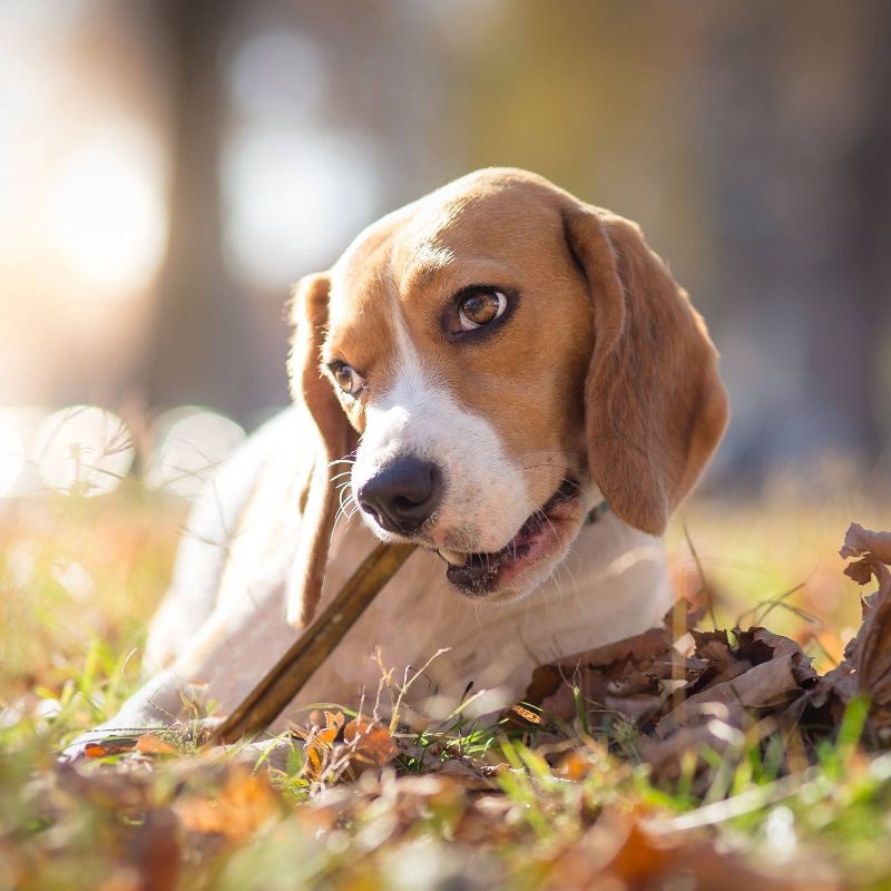 slide 5 of 6, Cadet Small Beef Flavor Bully Sticks Dog Treats - 6.5oz, 6.5 oz