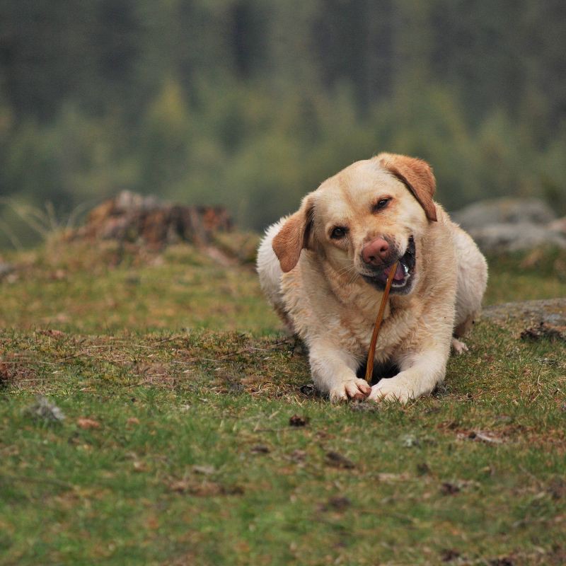slide 4 of 4, Cadet Large Bully Sticks Beef Dog Treats - 9-11"/2pk, 2 ct
