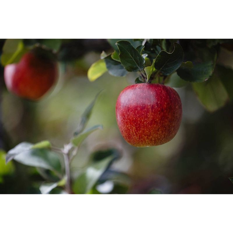 slide 2 of 4, CMI Fresh Envy Apples - 2lbs Bag, 2 lb