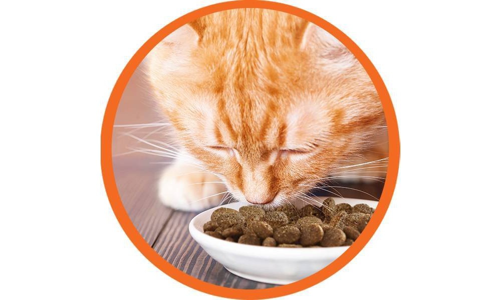 slide 2 of 5, Iams Proactive Health Hairball Care with Chicken & Salmon Adult Premium Dry Cat Food - 16lbs, 16 lb