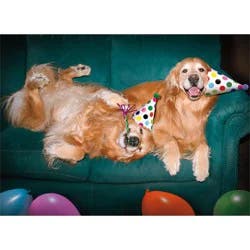 Avanti Happy Party Dogs Romantic Birthday Card, 4 In X 6 In, 1 Ct