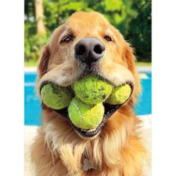 Avanti Dog (Golden) With Tennis Balls Birthday Card, 4 In X 6 In, 1 Ct