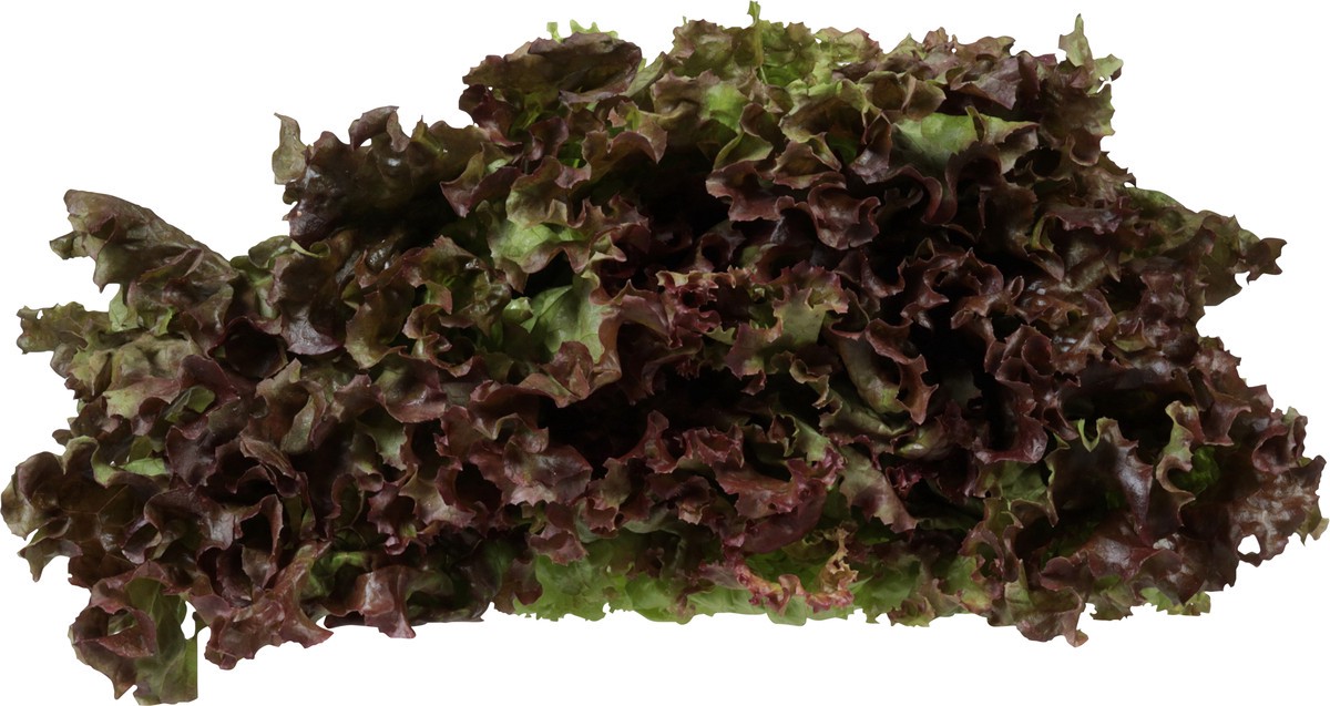 slide 9 of 9, Full Circle Market Organic Red Leaf Lettuce 1 ea, 1 ea