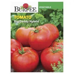 Burpee Tomato, Big Daddy Hybrid