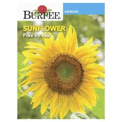 Burpee Sunflower, Pike's Peak Hybrid