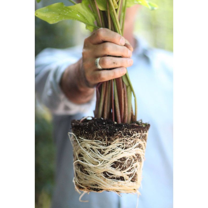 slide 5 of 5, Good Dirt Naturals Indoor/Outdoor Plant Food - 15 fl oz, 15 fl oz