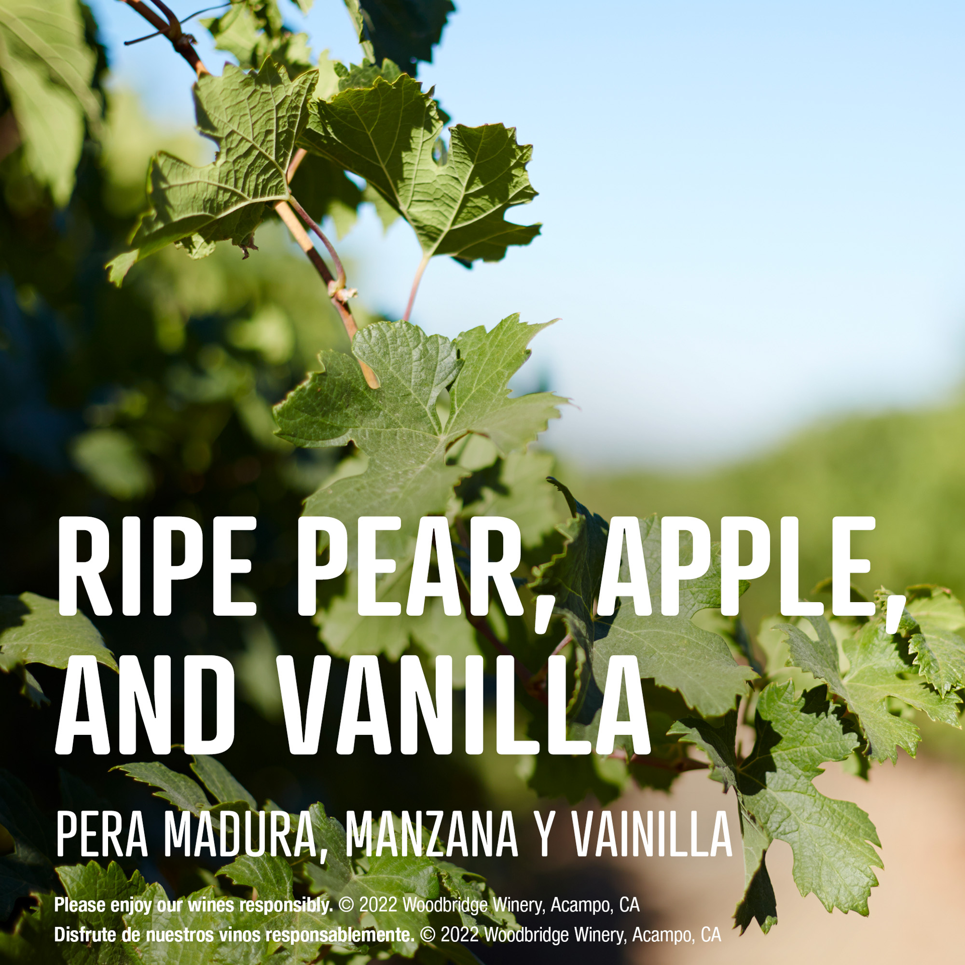 slide 6 of 10, Woodbridge by Robert Mondavi by Robert Mondavi Chardonnay White Wine, 3 L Box, 4 ct