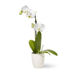 Silver Vase Tea Cup Orchid