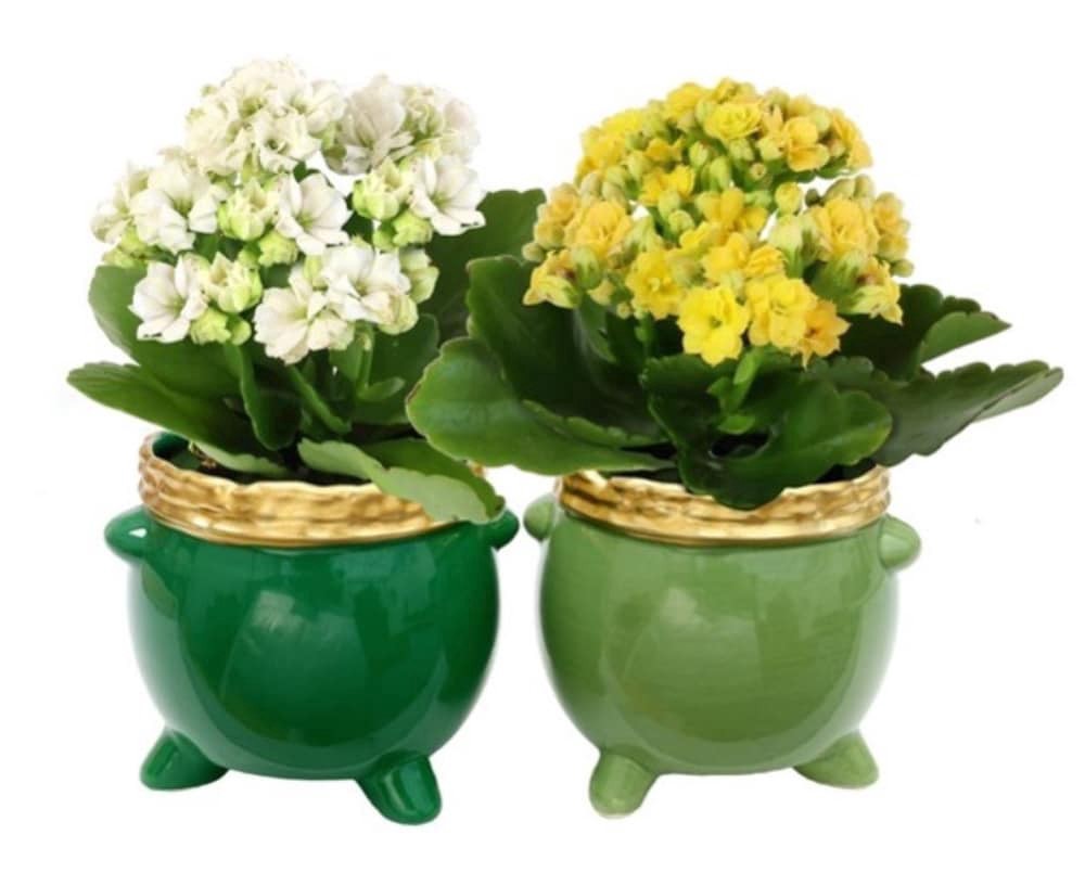 slide 1 of 1, Kalanchoe Plants in Ceramic Pot o' Gold - Light or Dark Green, 2.5 in
