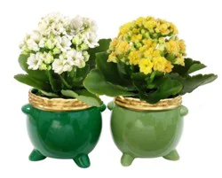 Kalanchoe Plants in Ceramic Pot o' Gold - Light or Dark Green