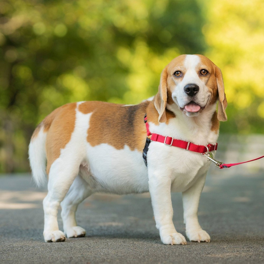 slide 3 of 4, PetSafe Easy Walk Red Dog Harness, MED