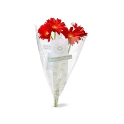 Gerbera Daisy Bunch