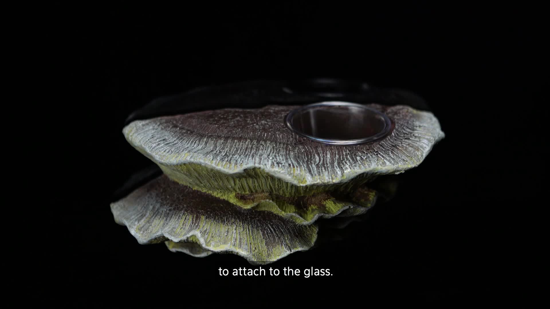 slide 3 of 6, Zilla Vertical Décor Mushroom Feeding Ledge One Size, 1 ct