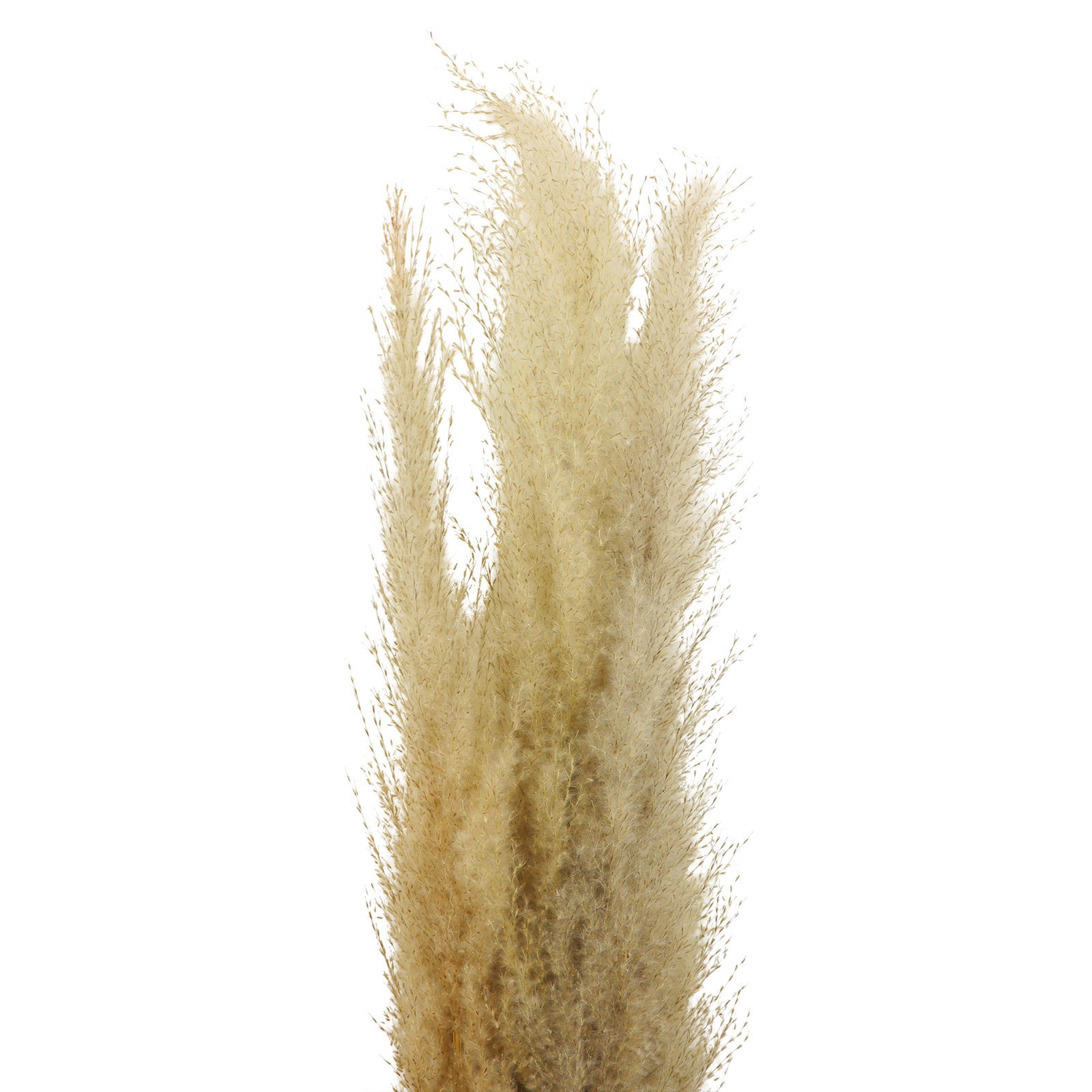 slide 3 of 3, Natural Brown Pampas Bunch By Ashland, 0.50 in x 4.5 in x 48.5 in