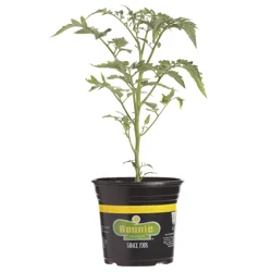 Bonnie Red Beefsteak Heirloom Tomato Gallon