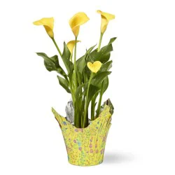 Calla Lily