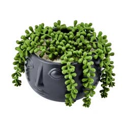 Elements 5inch Pearl Succulent Polysilk Artificial Greenery