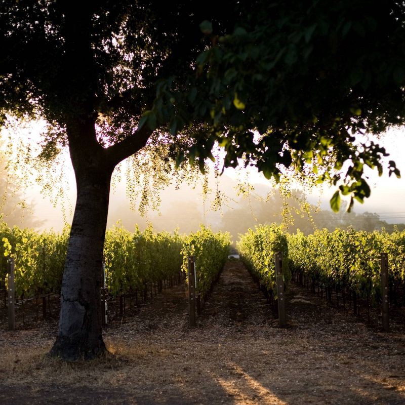 slide 3 of 3, Landmark Vineyards Landmark Overlook Chardonnay White Wine - 750ml Bottle, 750 ml