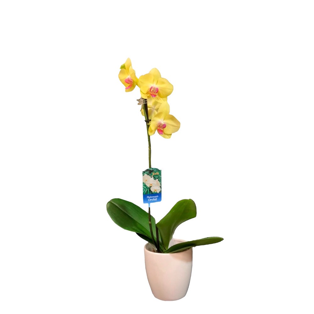 slide 1 of 1, Bloom Haus Phalaenopsis Live Potted Orchids, 5.5 in