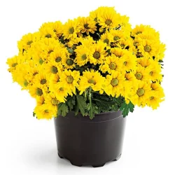 Floral Mum