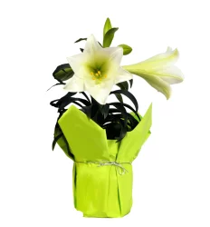 Easter Lily - 4 inch Pot