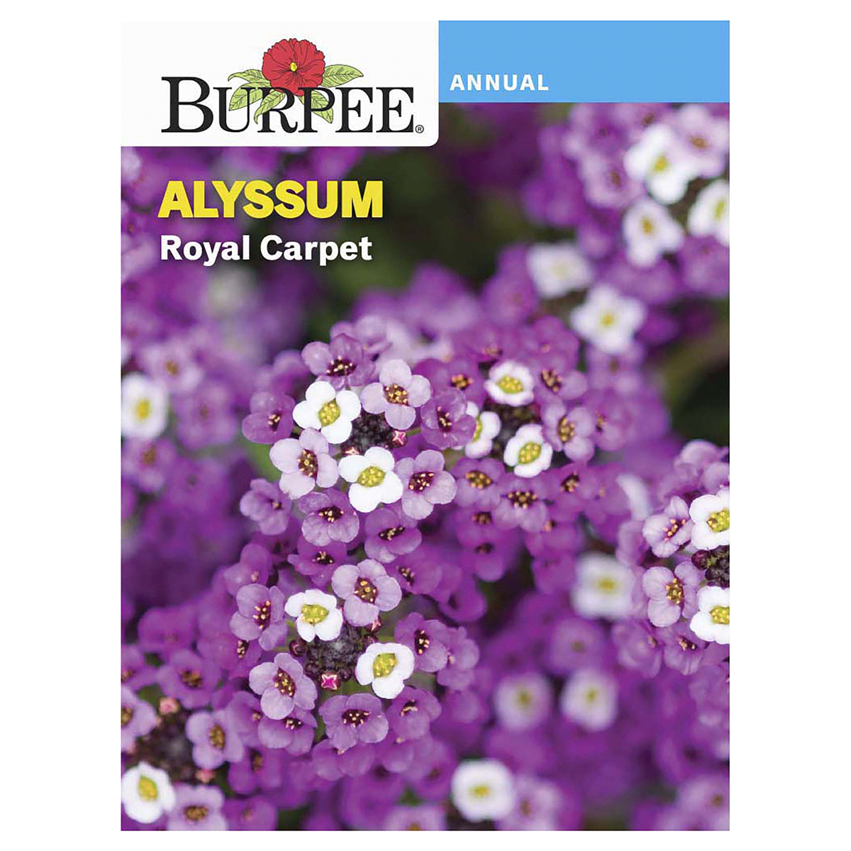 slide 1 of 5, Burpee Alyssum Royal Carpet Seeds, 1 ct